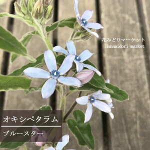 yPi / 3ZbgzILVy^ u[X^[ 3`3.5|bgcCObVK[f u[K[f h ԕc N