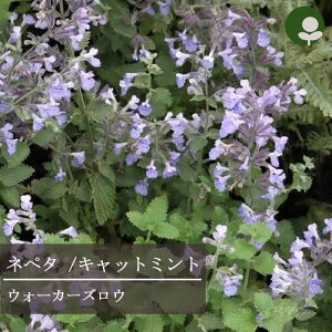 yPi / 3Zbg z@ly^ iLbg~gjEH[J[YE 3~3.5|bgcEI[J[Y[ EI[J[YE  CObVK[f n[uc u[K[f ԕc N