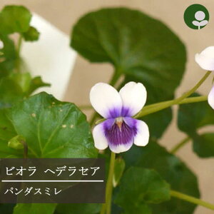 【単品 / 3個セット 】ビオラ ヘデラセア パンダスミレ 3〜3.5号ポット苗グランドカバー 花苗 多年草 宿根草