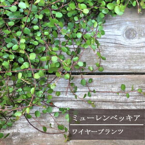 観葉植物 ワイヤー 苗の人気商品 通販 価格比較 価格 Com