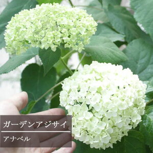 yPi / 3Zbg zK[fAWTC Aix 3`3.5|bgcCObVK[f   VunChWA 