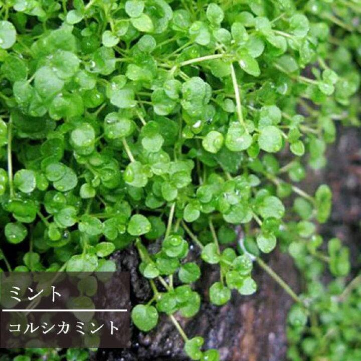 楽天市場 ミント コルシカミント 3号ポット苗グランドカバー イングリッシュガーデン 香り ハーブ苗 花苗 多年草 花みどりマーケット 楽天市場店