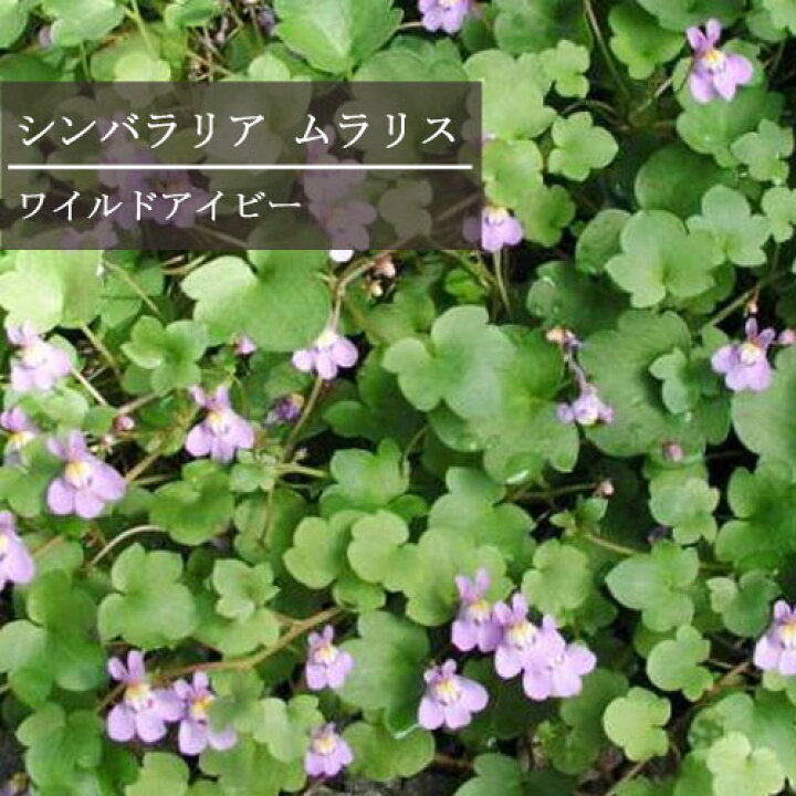 楽天市場 ワイルドアイビー シンバラリア ムラリス 3 3 5号ポット苗グランドカバー 宿根草 花苗 多年草 花みどりマーケット 楽天市場店