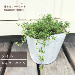 多年草 花の人気商品 通販 価格比較 価格 Com