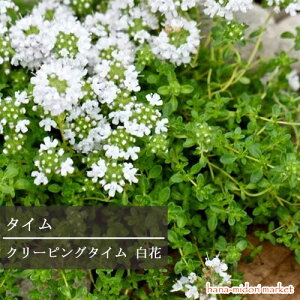 【単品 / 3個セット】タイム 這性 白花 クリーピングタイム 3号ポット苗グランドカバー 香り 多年草 宿根草 ハーブ苗 花苗