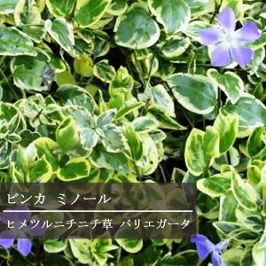 yPi / 3ZbgzPcj`j` rJ ~m[ AQeIoGK[^3`3.5|bgcOhJo[ J[[t CObVK[f 񂹐A ԕc N h