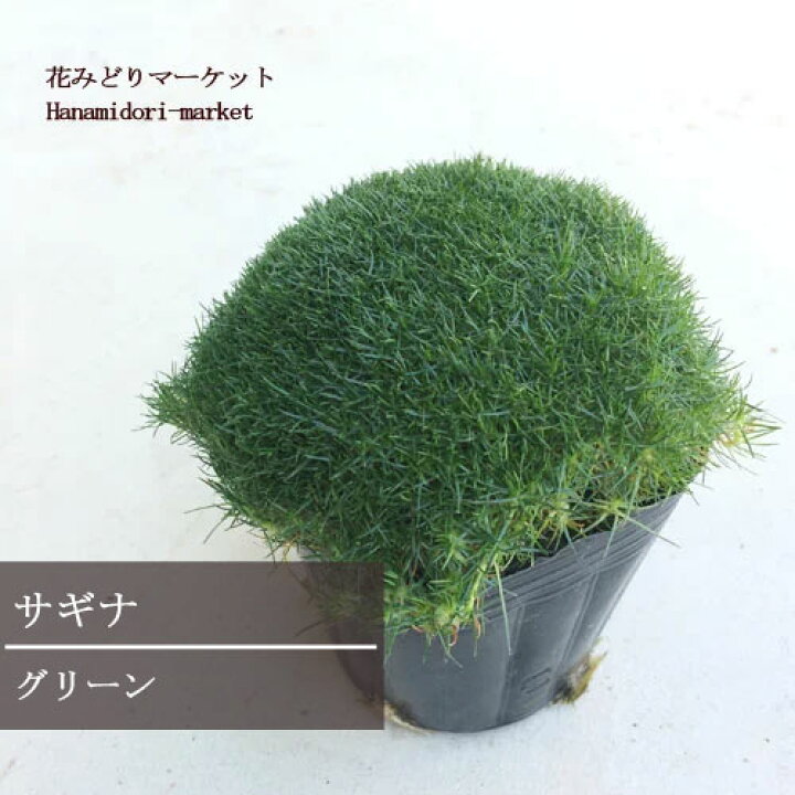 楽天市場 サギナ グリーン 3号ポット苗花苗 多年草 宿根草 観葉植物 カラーリーフ 鉢花 花みどりマーケット 楽天市場店