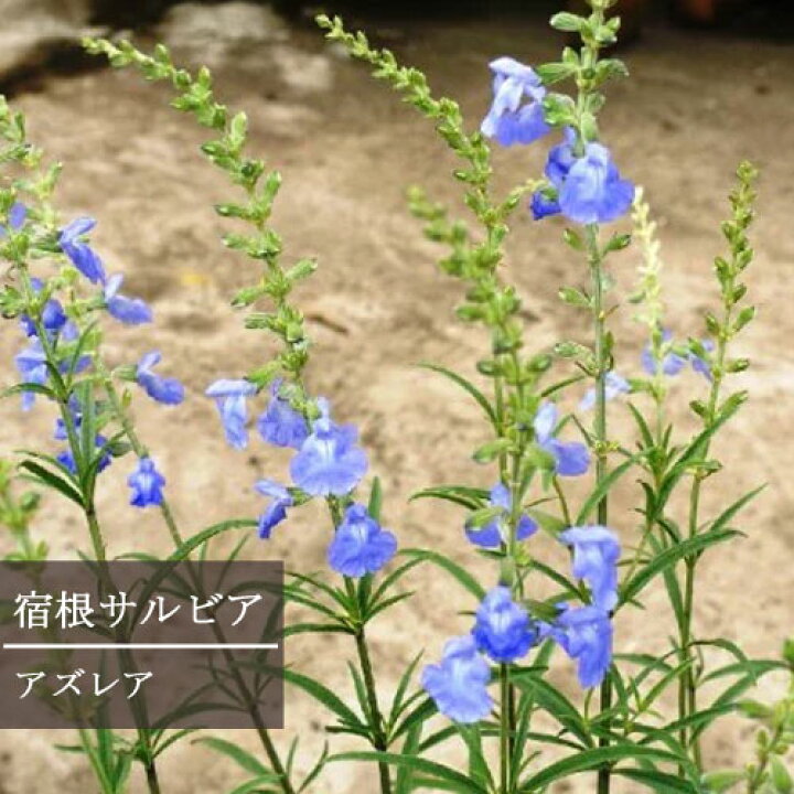 楽天市場 期間限定特価 宿根サルビア アズレア 3 3 5号ポット苗イングリッシュガーデン 秋 ブルー 耐寒性 花みどりマーケット 楽天市場店