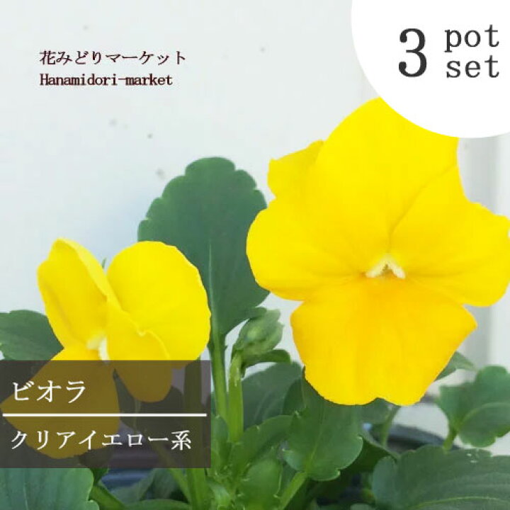 楽天市場 3個セット ビオラ クリアイエロー 3号ポット苗 計3ポット花苗 パンジー 花壇 寄せ植え 秋 冬 耐寒性 イエロー 黄色 花みどりマーケット 楽天市場店