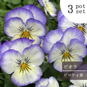 yPi / 3Zbg/5Zbgz rIp[vsReB 3|bgc ԕc Ԓd pW[ 񂹐A H ~ ϊ 1