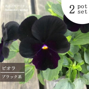 【2個セット】 ビオラ ブラック ( 黒紫 ) 3号ポット苗 計2ポット花苗 パンジー 花壇 寄せ植え 秋 冬 耐寒性