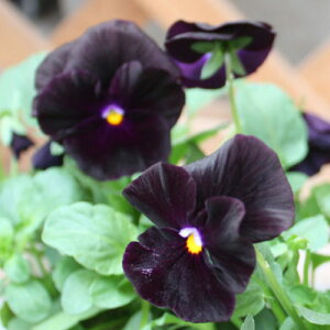 yPi / 3Zbg/5ZbgzrI ubN (  ) 3|bgc ԕc pW[ Ԓd 񂹐A H ~ ϊ