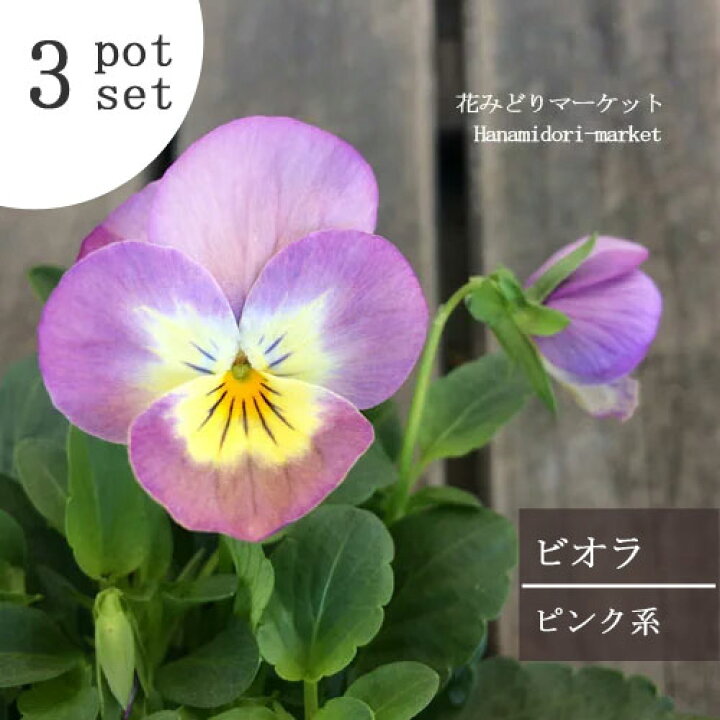 楽天市場 3個セット ビオラ ピンク系 3号ポット苗 計3ポット花苗 パンジー 花壇 寄せ植え 秋 冬 耐寒性 ピンク 花みどりマーケット 楽天市場店