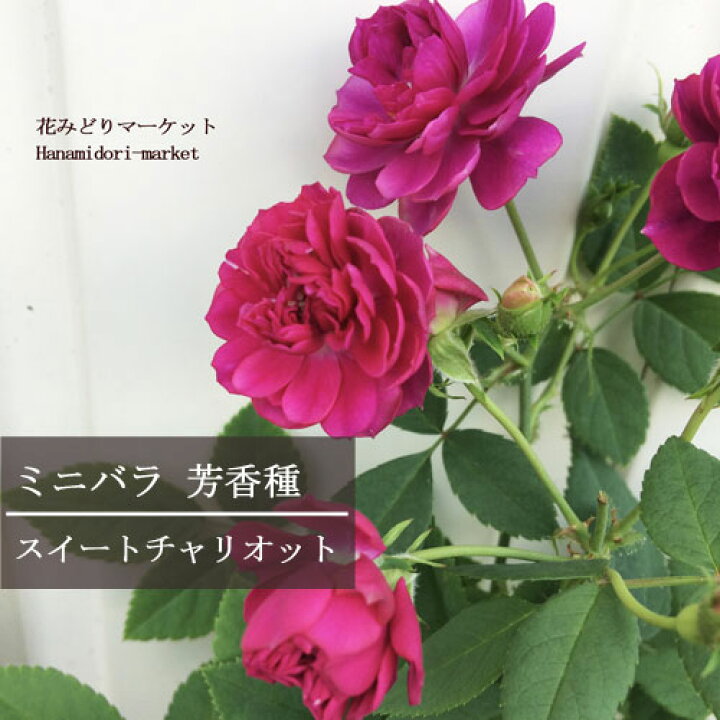 楽天市場 ミニバラ 芳香種 スイートチャリオット 3 3 5号ポット苗芳香 四季咲き 香り バラ苗 花苗 鉢花 ポットローズ 花みどりマーケット 楽天市場店