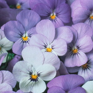 yPi / 3Zbg/5Zbgz rIYTTiCeBeBj 3|bgcԕc Ԓd pW[ 񂹐A H ~ ϊ p[v u[ sN 2