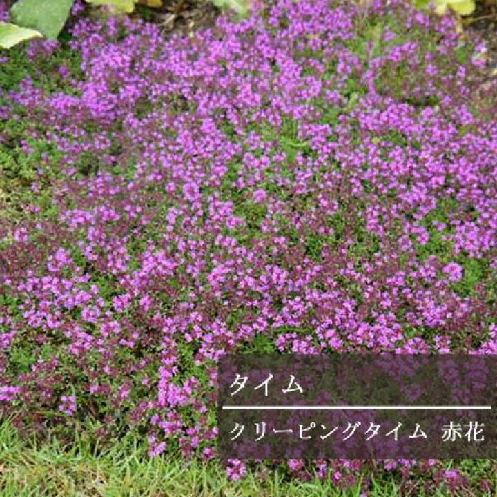 楽天市場 這性タイム 赤花クリーピングタイム 濃いピンク 3号ポット苗グランドカバー 多年草 宿根草 香り ハーブ苗 花苗 花みどりマーケット 楽天市場店