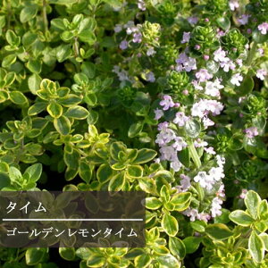 yPi / 3Zbg z^C S[f^C 3|bgc OhJo[  CObVK[f J[[t h n[uc ԕc N