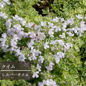 yPi / 3Zbg z^C Vo[^C 3|bgcOhJo[ J[[t h n[uc ԕc N