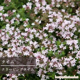 楽天市場 ハーブの植物 タイム 花みどりマーケット 楽天市場店