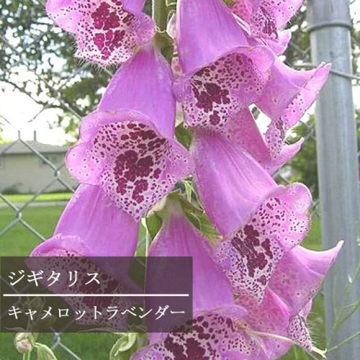 楽天市場 ジギタリス キャメロット ラベンダー 3 3 5号ポット苗フォックスグローブ イングリッシュガーデン 花苗 多年草 宿根草 花みどりマーケット 楽天市場店