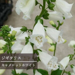 yPi / 3ZbgzWM^X Lbg zCg 3`3.5|bgcitHbNXO[ujCObVK[f ԕc N h