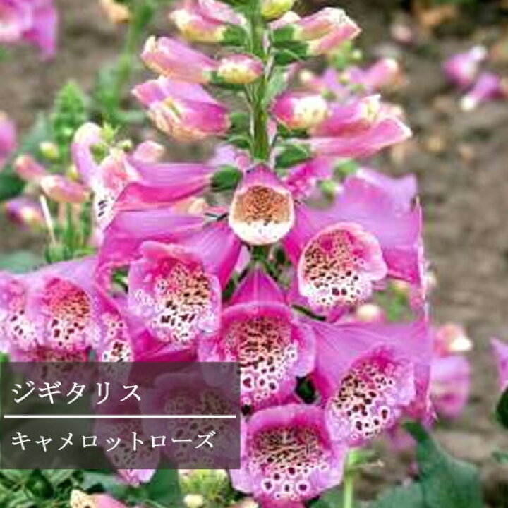 楽天市場 ジギタリス キャメロット ローズ 3 3 5号ポット苗 フォックスグローブ イングリッシュガーデン 花苗 多年草 宿根草 花みどりマーケット 楽天市場店