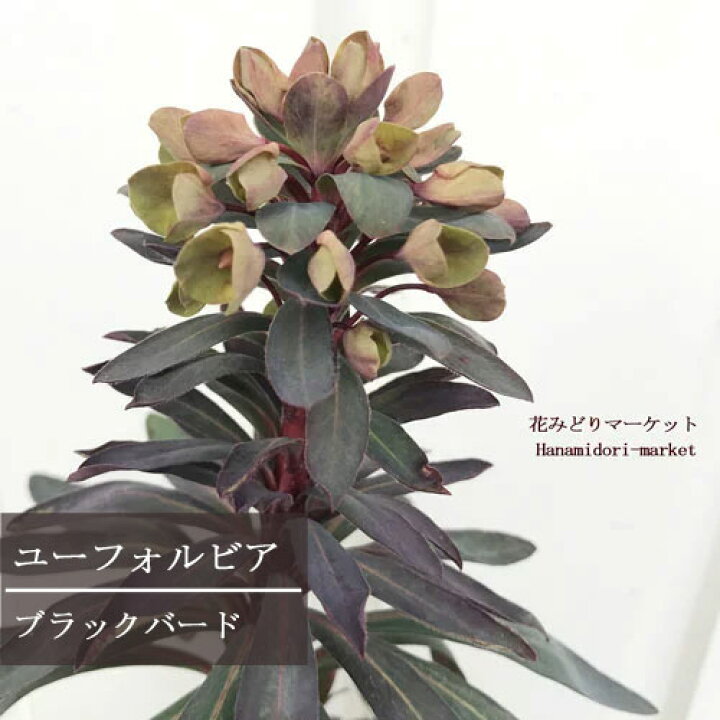 楽天市場 ユーフォルビア ブラックバード 3 3 5号ポット苗イングリッシュガーデン カラーリーフ 多肉植物 ドライガーデン 花苗 多年草 宿根草 花みどりマーケット 楽天市場店