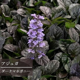 楽天市場 日陰 でも 育つ 花 多年草の通販