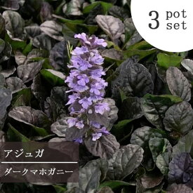 楽天市場 日陰 でも 育つ 宿根草の通販 楽天市場 日陰 でも 育つ 宿根草の通販