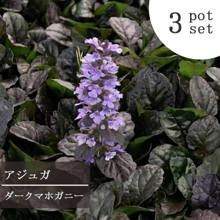 楽天市場 3個セット アジュガ ダークマホガニー 3号ポット苗 計3ポットセットグランドカバー カラーリーフ イングリッシュガーデン 宿根草 日陰 花苗 多年草 花みどりマーケット 楽天市場店