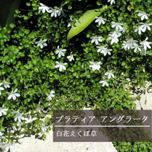 yPi / 3ZbgzveBA AO[^ ԃGN{ 3`3.5|bgcOhJo[ CObVK[f lC Gh~ zCgK[f h
