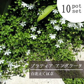 【10個セット】プラティア 白花エクボ草 3〜3.5号ポット苗 計10ポット