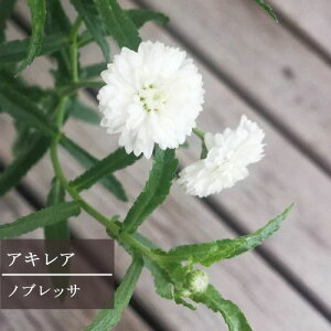 yPi / 3ZbgzALA mubT 3`3.5|bgcCObVK[f ԕc N h