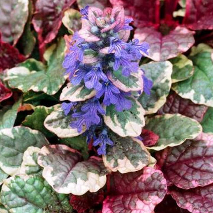 楽天市場 アジュガ バーガンディグロー 3号ポット苗グランドカバー イングリッシュガーデン 日陰 カラーリーフ 花みどりマーケット 楽天市場店 楽天市場 アジュガ バーガンディグロー 3号ポット苗グランドカバー イングリッシュガーデン 日陰 カラーリーフ 花みどりマーケット 楽天市場店