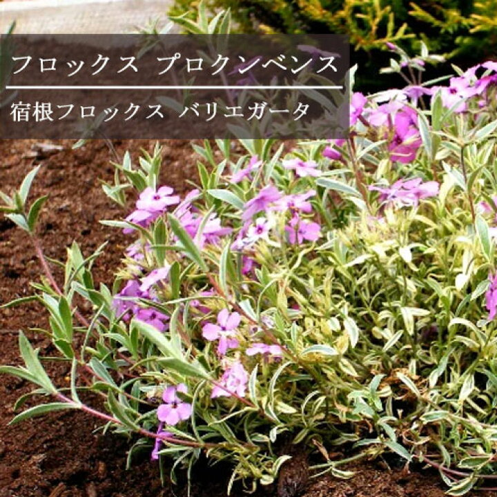 楽天市場 宿根フロックス プロクンベンス バリエガータ 3号ポット苗グランドカバー カラーリーフ 宿根草 花苗 多年草 花みどりマーケット 楽天市場店