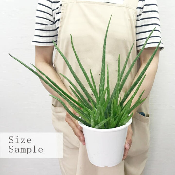 楽天市場 アロエ ベラ 4 5号ポット苗医者いらず多肉植物 観葉植物 インテリアグリーン 花苗 花みどりマーケット 楽天市場店 楽天市場 アロエ ベラ 4 5号ポット苗医者いらず多肉植物 観葉植物 インテリアグリーン 花苗 花みどりマーケット 楽天市場店