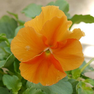 y3Zbg/5ZbgzpW[ NAIW 3|bgcԕc rI Ԓd 񂹐A H ~ ϊ IW