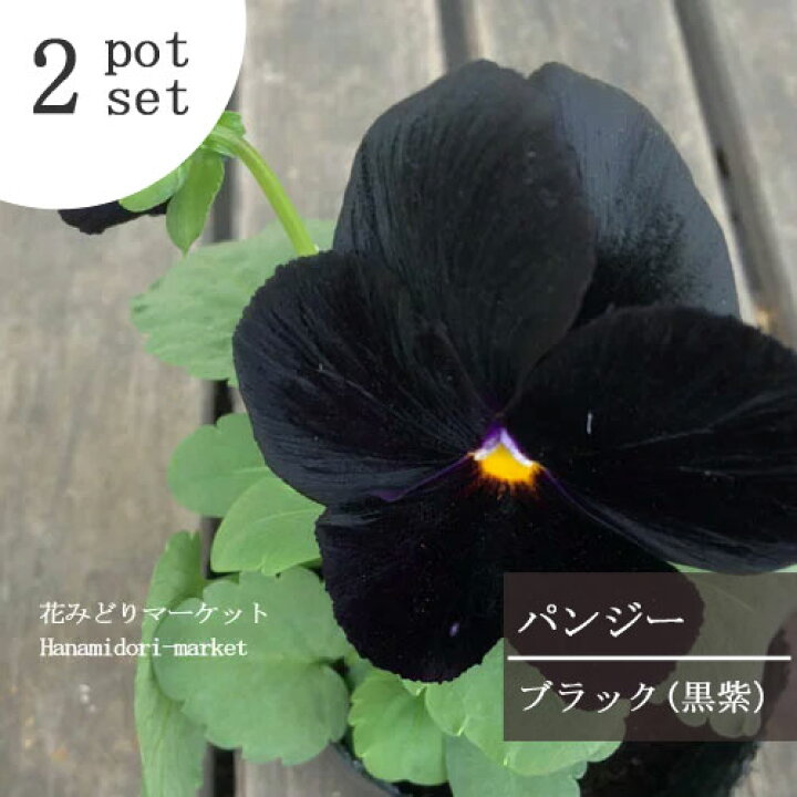 楽天市場 2個セット パンジー ブラック 黒紫 3 3 5号ポット苗 計2ポット花苗 ビオラ 花壇 寄せ植え 秋 冬 耐寒性 花みどりマーケット 楽天市場店