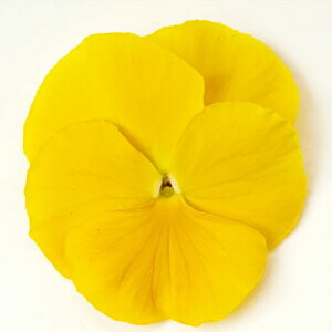 y3Zbg/5Zbgz pW[ NACG[ 3|bgcԕc rI Ԓd 񂹐A H ~ ϊ CG[ 