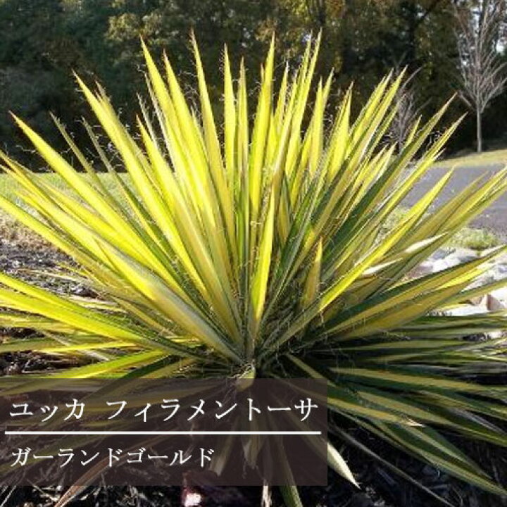 楽天市場 ユッカ フィラメントーサ ガーランドゴールド 6号ポット苗花苗 耐寒性 グラス オーナメンタルプランツ カラーリーフ 観葉植物 多年草 花みどりマーケット 楽天市場店 楽天市場 ユッカ フィラメントーサ ガーランドゴールド 6号ポット苗花苗 耐寒性 グラス オーナメンタルプランツ カラーリーフ 観葉植物 多年草 花みどりマーケット 楽天市場店