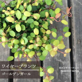ワイヤープランツ ゴールデンガール 2.5号ポット苗寄せ植え カラーリーフ 花苗 多年草 観葉植物