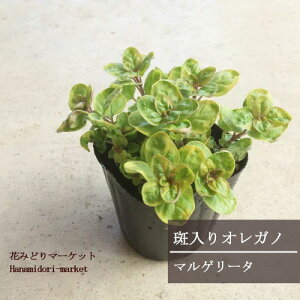 yPi / 3Zbg zIKm  }Q[^ 3|bgcOhJo[ J[[t  h ԕc N n[uc