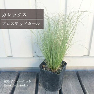 yPi / 3ZbgzJbNX tXebhJ[ 2.5`3|bgcCObVK[f I[i^OX h ԕc N OX 񂹐A Ԃ̕c 񂹐A i`K[f