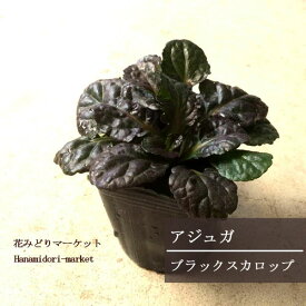 楽天市場 アジュガ 開花時期冬 の通販