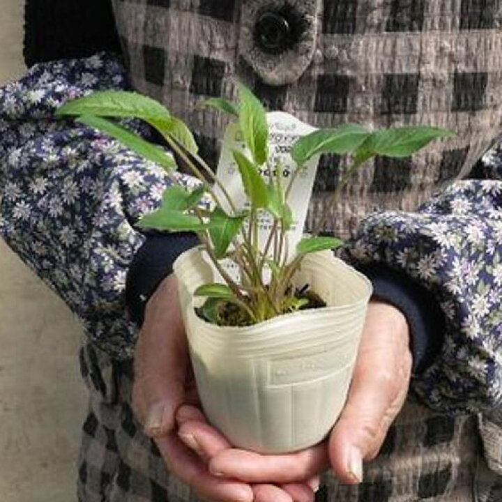 楽天市場 カンパニュラ ラプンクロイデス 3 3 5号ポット苗花苗 多年草 宿根草 ブルー パープル 紫 青 耐寒性 花みどりマーケット 楽天市場店