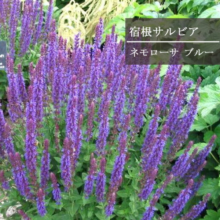楽天市場 宿根サルビア ネモローサ ブルー 3 3 5号ポット苗サルビア セージ 花苗 多年草 イングリッシュガーデン 宿根草 ブルー パープル 青 紫 耐寒性 耐暑性 花みどりマーケット 楽天市場店
