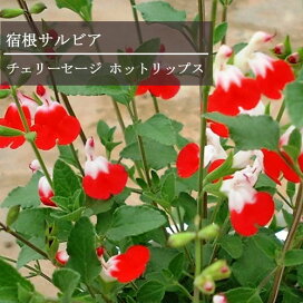 楽天市場 ガーデニング花苗 鉢花 草丈別 草丈の高い植物 花みどりマーケット 楽天市場店