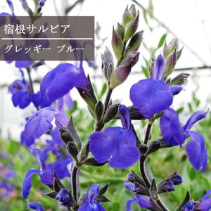 yPi / 3ZbgzhTrA ObM[ u[ 3`3.5|bgc TrA ObM[ p[vu[h CObVK[f 