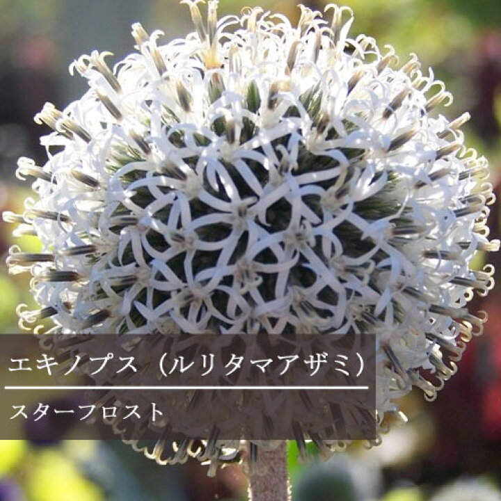楽天市場 エキノプス ルリタマアザミ スターフロスト 3 3 5号ポット苗イングリッシュガーデン 花苗 多年草 宿根草 ホワイト 白 耐寒性 耐暑性 切り花 花みどりマーケット 楽天市場店