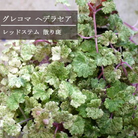 楽天市場 グレコマ ガーデニング 農業 花 ガーデン Diy の通販